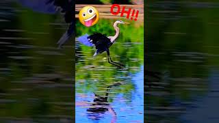 Look At Me 🤪 #subscribe #viral #shorts #birds #music #song #love