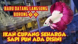 IKAN CUPANG SEHARGA SAPI PUN ADA DISINI🤔