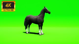 010 - Green Screen | Chroma Key | Animal 4K | Horse