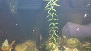 How to propagate Parrots Feather aquarium plant