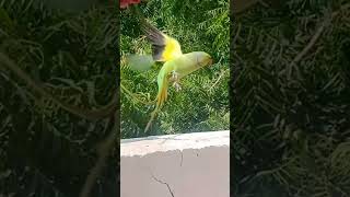 birds point #parrotchannel #birdslover #shortsvideo