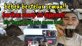 bebek bertelur semua!!berikan resep ini dijamin!!kita tinggal ngopi saja semua beres.