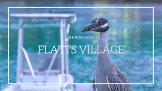 Flatts Village - Bermuda VLOG 2021 ¦ Cansu Ongel ¦ Bermuda 2021