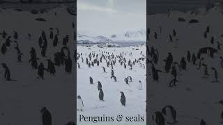 Penguins and seals in Antarctica, the coldest place on earth. Penguins swimming, walking, sliding.