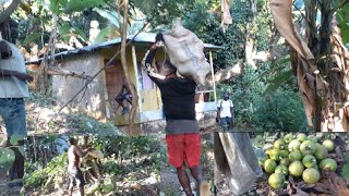 Breadfruit Harvesting