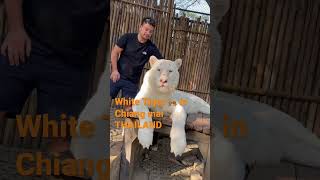 Animal lovers. White tiger 🐅, travel videos , travel Thailand , wild life