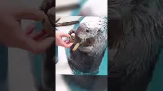 so cute seaotter #shorts #viral #tiktok #animals #foryoupage #trendingvideo #fyp #cuteanimals #cute