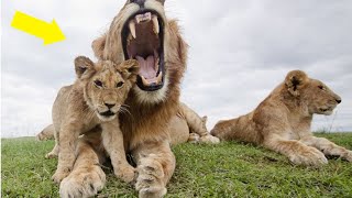 Shocking! 10 Fascinating Facts About Lions You Didn't Know