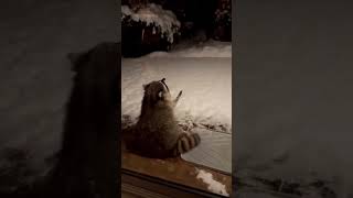 raccoon catching snowflakes #raccoon #snowfall #winter #snowflakes #cute @outinthewildd