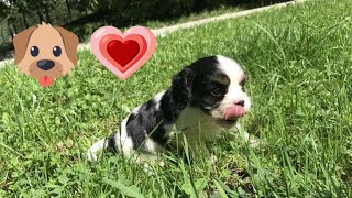 Cavalier Puppy Playing Outside - 9 Week Old Cavalier Pup