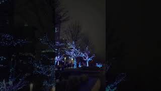 Radiant Trees Illuminate Downtown #tree #treelighting #downtown #lighting #midnight