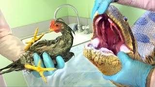 Anaconda Eats Valuable Show Chicken--Removed from Stomach Unharmed