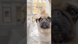 PUG Vs. Fastest DOG #dog #pug #funny