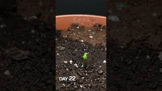 Guava Growing Time Lapse - 107 Days in 59 Seconds