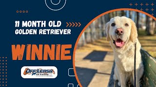 Golden Retriever, 11 m/o , "Winnie" | Amazing Golden Retriever Obedience Training Spokane