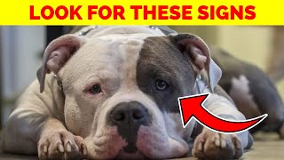 Is Your Dog Unhappy? 7 Signs You Shouldn't Ignore!