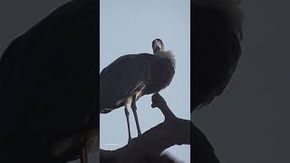 Bird Love Forever❤, Stork #stork #storks #birds #shortsfeed #beautiful  #beauty #watch #love #look