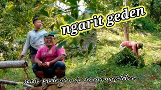 ngarit geden || kehidupan desa