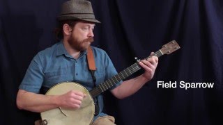 Field Sparrow - Clawhammer Banjo + Tab