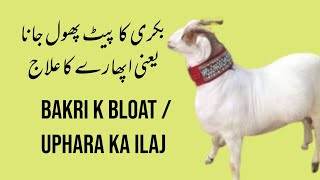 Goat Bloat Treatment in Urdu and Hindi