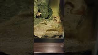 Lamprologus ocellatus gold male protecting its female from other females...