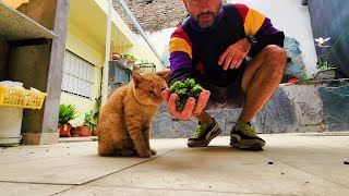 Plantando acuario, mostrando variedad de peces y tortugas, ACUARIO URBANO, PESCA URBANA