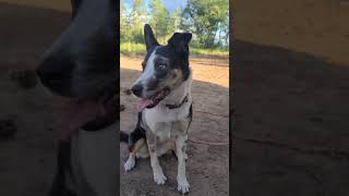 up for anything! #explorearizona #adventuredog #campingwithdogs