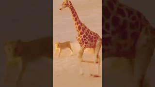 Great! Super Giraffe Launched Deadly Powerful Kick That Broke The Lion's Neck To Escape Savage Kill