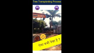 Tree Transplanting Process in India | वृक्ष को काटे बिना एक जगह से दूसरे जगह कैसे ले जाये  #shorts