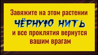 Всё зло и проклятия вернутся врагам - завяжите чёрную нить на этом растении