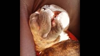 Dog Sleeping and Snoring Funny