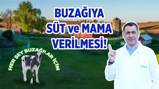 Buzağıya süt ve mama verilmesi!