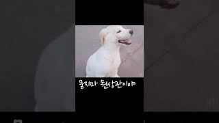 [래브라도 리트리버 / Labrador Retriever] 주인몰래 연탄알바 딱걸린 아기 리트리버