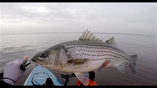 FAT Prespawn Stripers and a Snagged Mystery Fish!