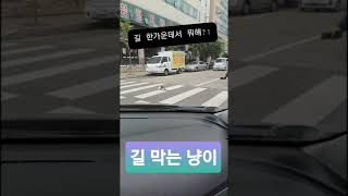 사냥하는 고양이와 그걸 막는 아저씨!!! #shorts