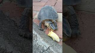 Kusu Island - 22 Sept 24 - Feeding SnakeHead Tortoise & ShoeBox Tortoise.