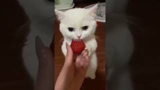 Cute animal funny clip shorts viral 1080p