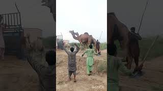 Loading camels#تاريخ_الجمال #viralvideo #ytshorts