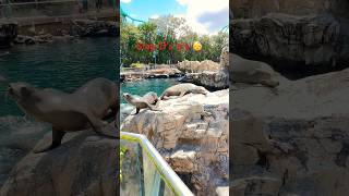 Can’t I take a nap peacefully 🤣#seal #sealions #travel #fun #seaworld