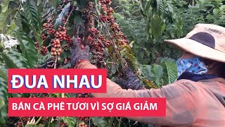 Lo ngại giá giảm, nông dân đua nhau bán cà phê tươi