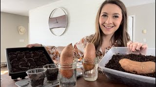 How To Grow Sweet Potato Slips and Onion Seeds | For Beginners