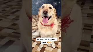 #dog mi gordita tiene mucho amor para dar #parati #foryou#labrador#viralvideos #