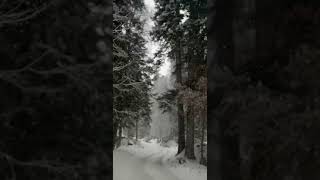 #shortvideo #natureshorts #shorts #skyrim #snow #shortsfeed #viral #shortsyoutube #shortsviral