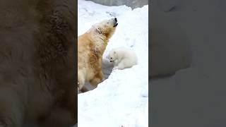 The cutest little polar bear!