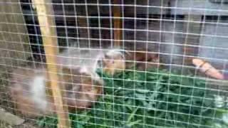 Our Guinea Pigs... Eating