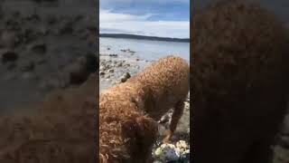 🏝 HE’S AN ISLAND BOY 🏝 VANCOUVER ISLAND 📍 CANADA 🇨🇦