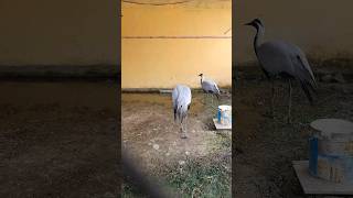 Beautiful birds in khwazakhellah zoo #youtubeshorts #youtubeshorts #youtube #beautiful #shortsfeed