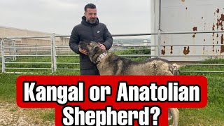 WHAT İS THE ANATOLIAN SHEPHERD DOG?