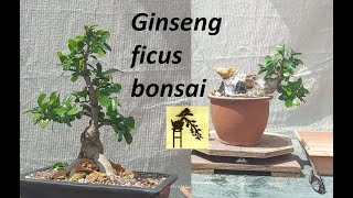 Ficus bonsai ginseng I and II