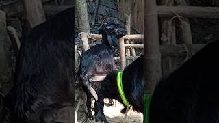 Lots of two goats they do very beautiful surprising shoots we enjoy 2024|Episode/33